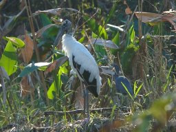 Florida_2007-2008-018
